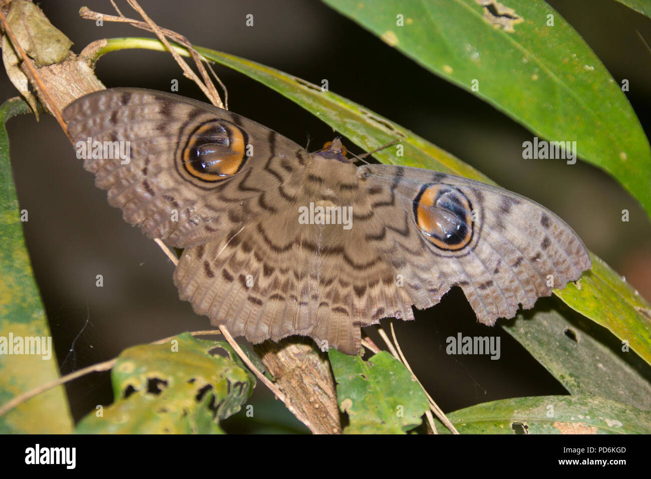 Indische Owlet Moth ruht auf einem Baum Stockfoto