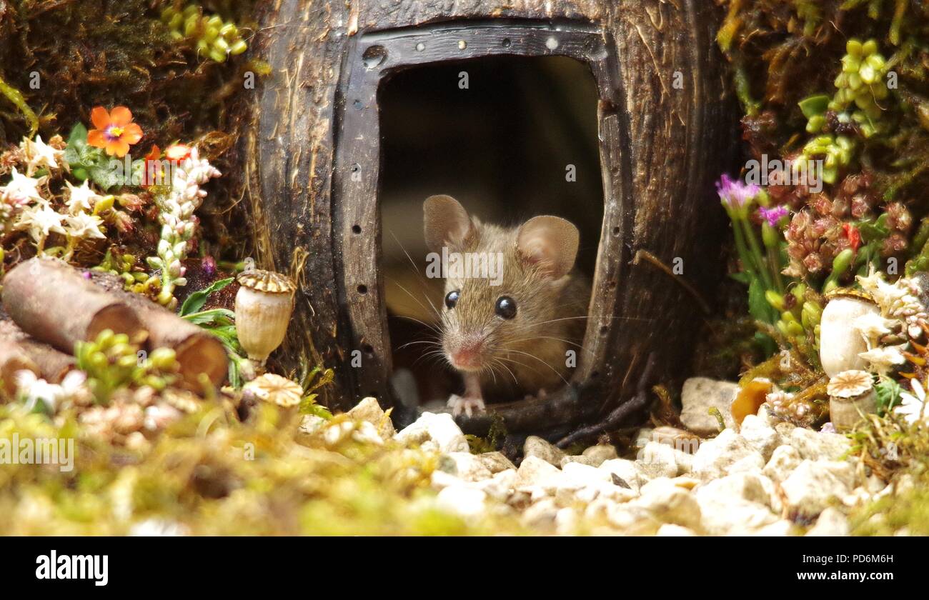George die Maus in einem Protokoll haufen Haus Stockfoto