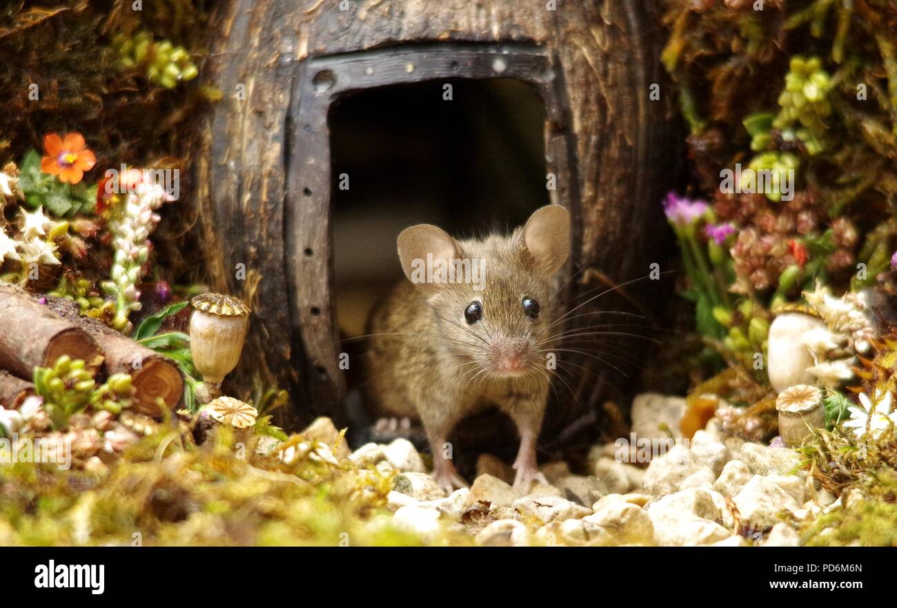 George die Maus in einem Protokoll haufen Haus Stockfoto