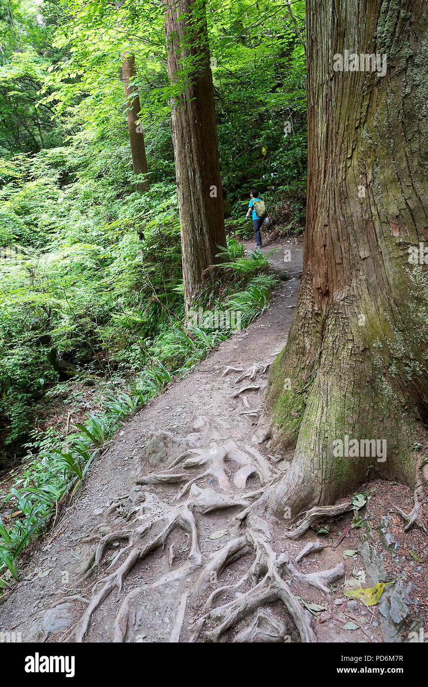 Japan, Insel Honshu, Kanto, Takao, der Wald von Takao montieren. Stockfoto