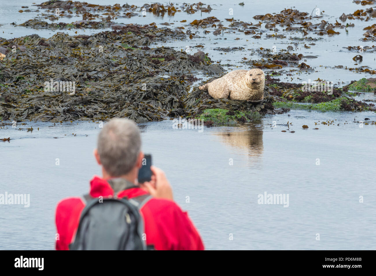 Dichtung, die in Schottland - Mann ein Foto von einem Seehund (Phoca vitulina) bei Machrihanish, Kintyre, Schottland, Großbritannien Stockfoto
