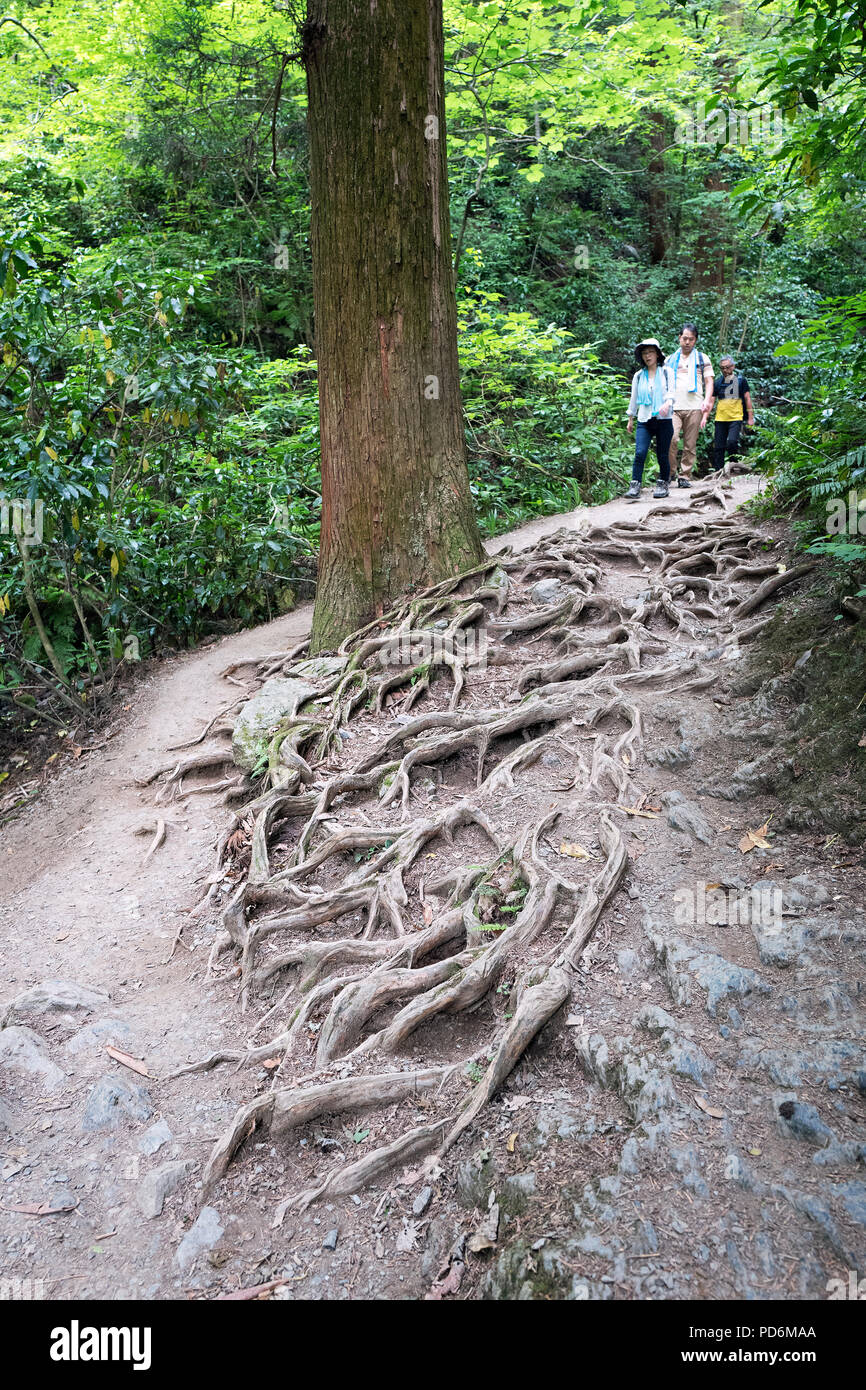 Japan, Insel Honshu, Kanto, Takao, der Wald von Takao montieren. Stockfoto