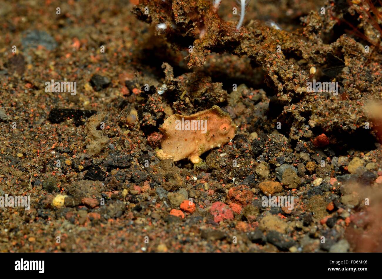 Clown oder Warzen Anglerfisch, Warzen-Anglerfisch, Antennarius maculatus, Tulamben, Bali, Indonesien, Indonesien Stockfoto