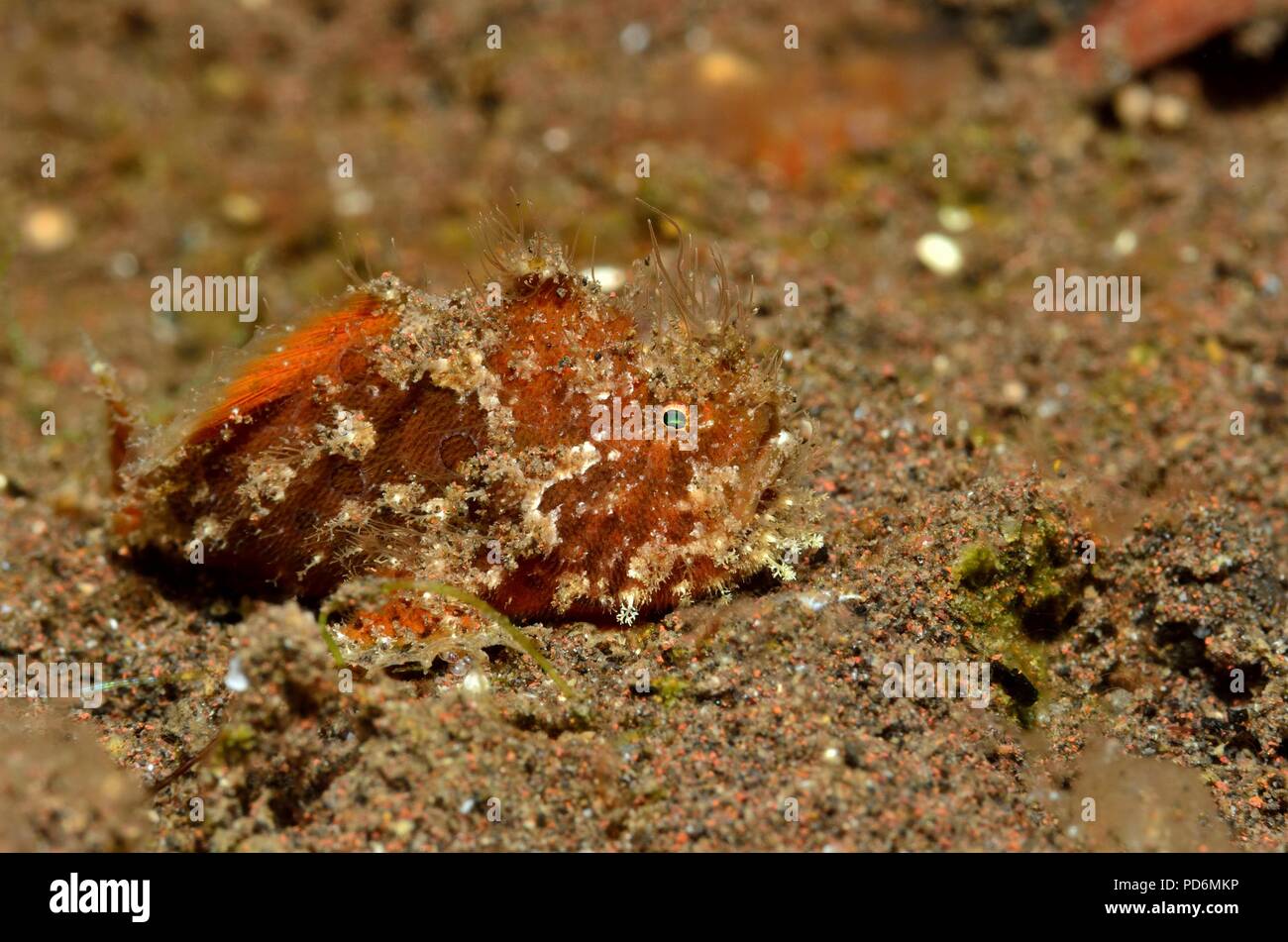 Haariger Anglerfisch, haariger Anglerfisch, Antennarius striatus, Tulamben, Bali, Indonesien, Indonesien Stockfoto