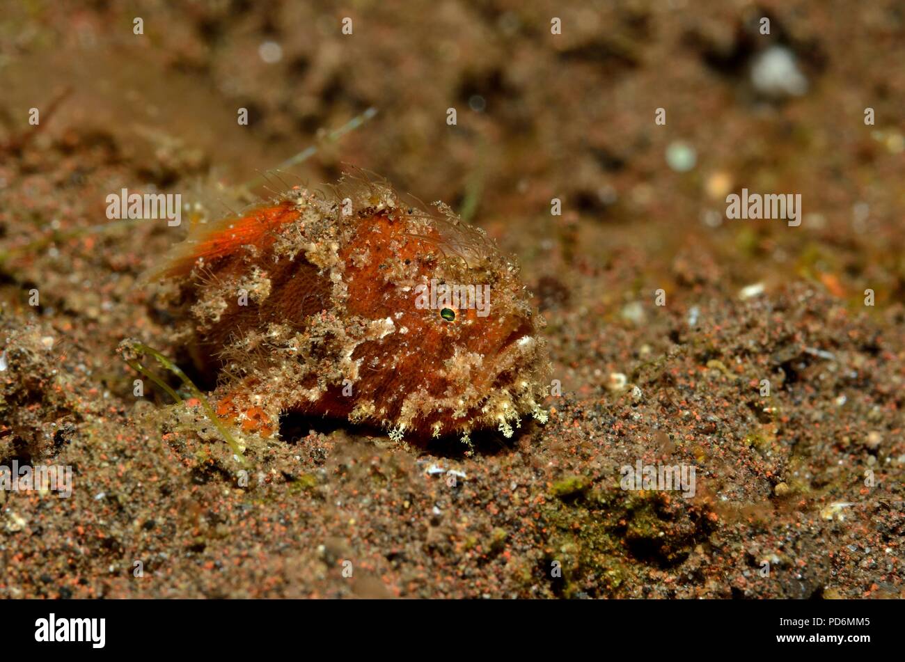 Haariger Anglerfisch, haariger Anglerfisch, Antennarius striatus, Tulamben, Bali, Indonesien, Indonesien Stockfoto