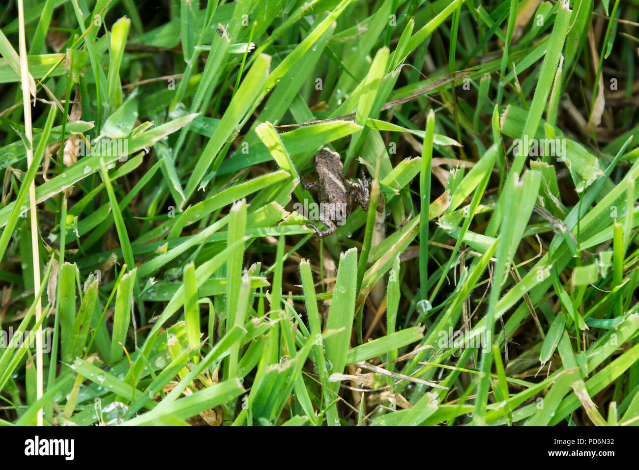 Ein Babyfrosch zwischen Grashalmen Stockfoto
