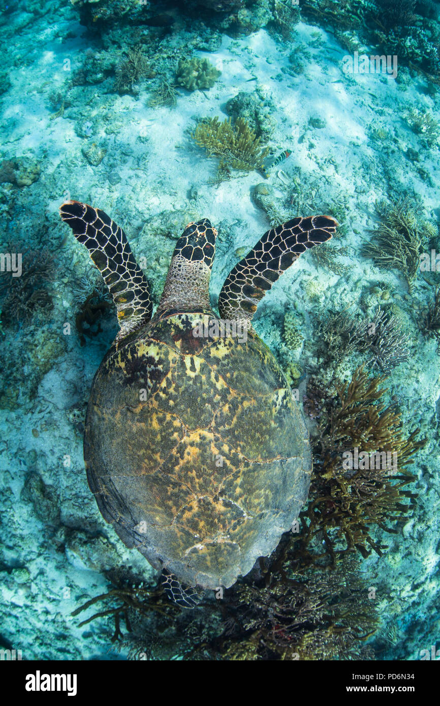 Eine gefährdete hawksbill Sea Turtle, Eretmochelys imbricata, schwimmt über einen schönen Korallenriff im Komodo National Park, Indonesia. Stockfoto
