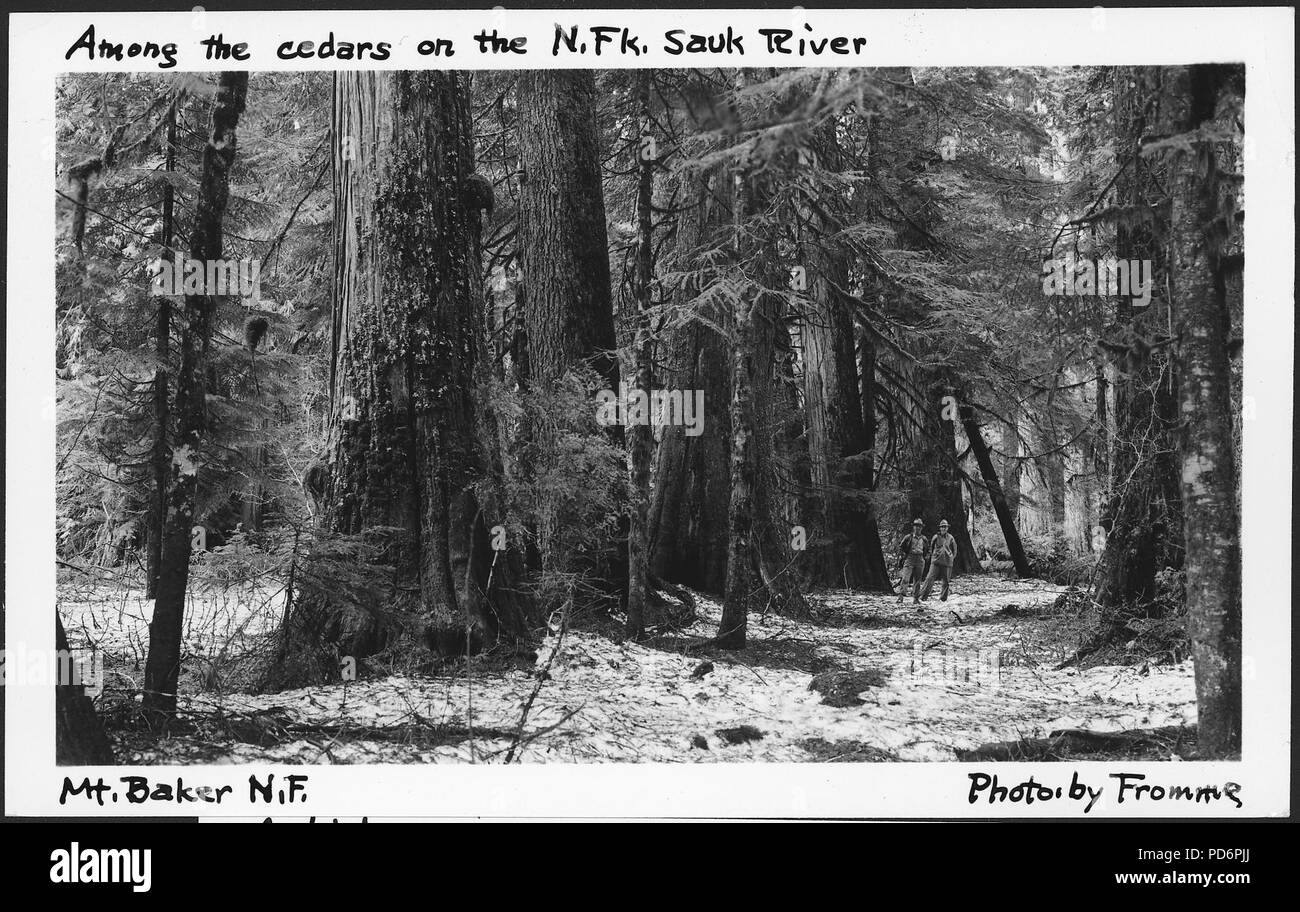 Unter den Zedern auf der North Fork Melba, Mount Baker National Forest, 1936. - Stockfoto