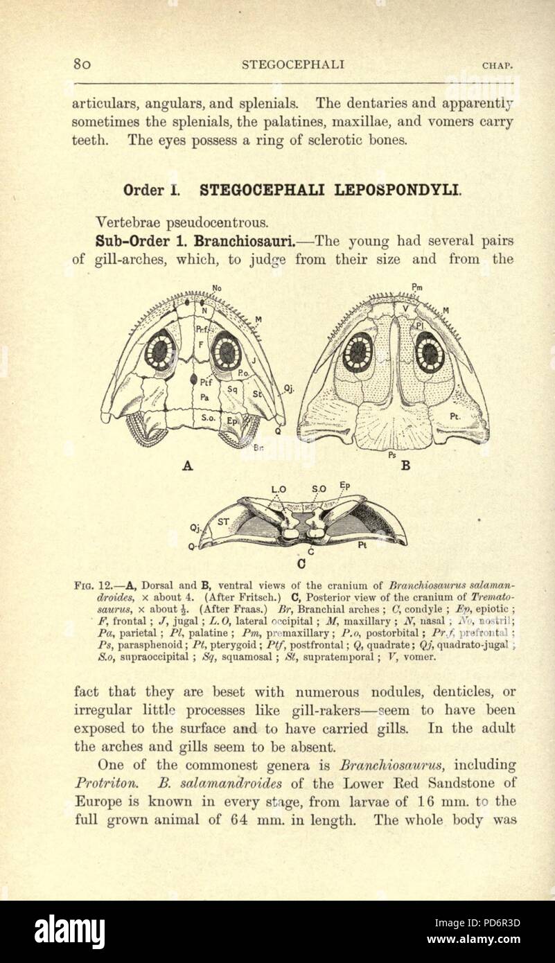 Amphibien und Reptilien (Seite 80, Fig. 12) Stockfoto