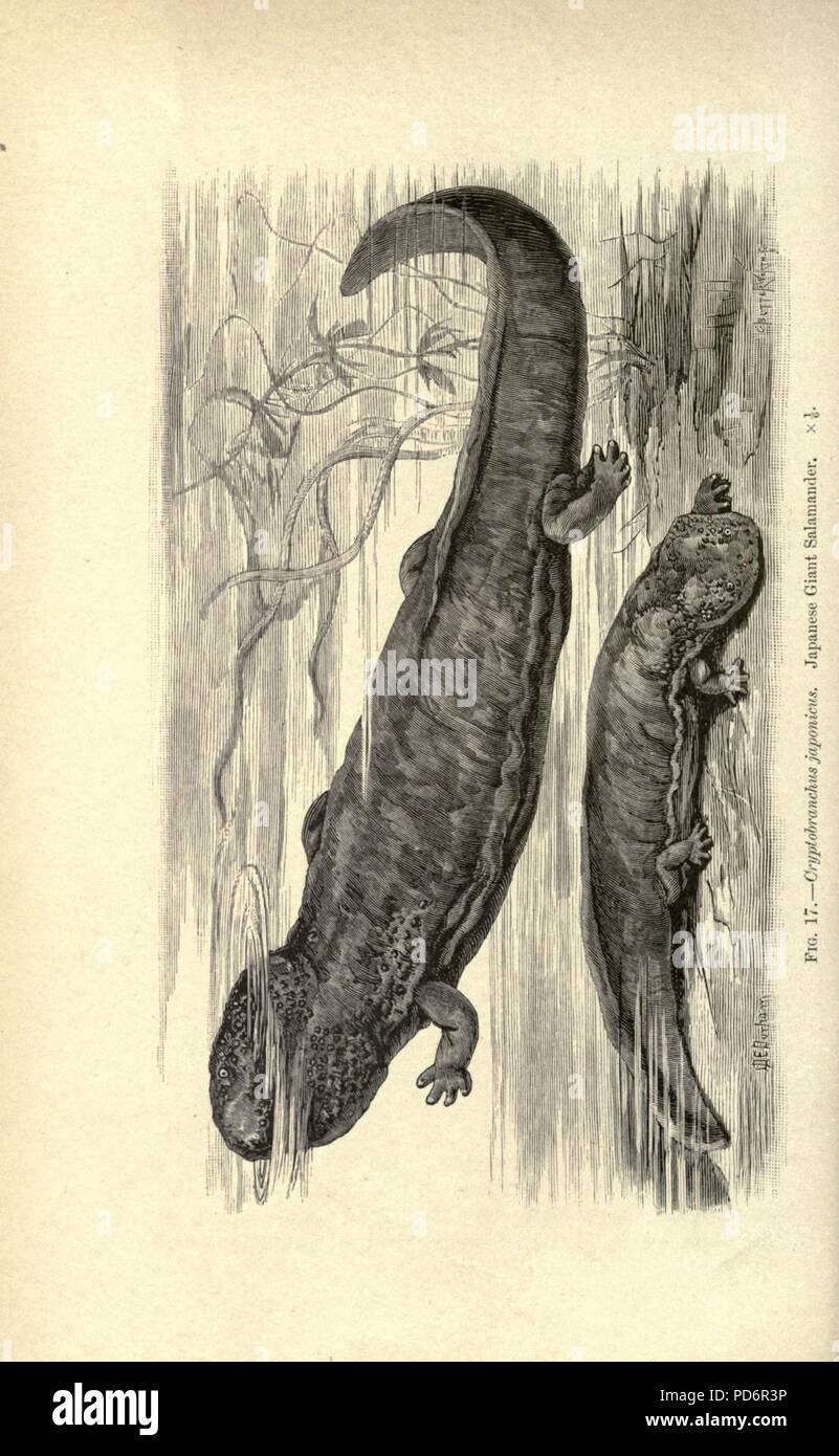 Amphibien und Reptilien (Seite 98, Abb. 17) Stockfoto