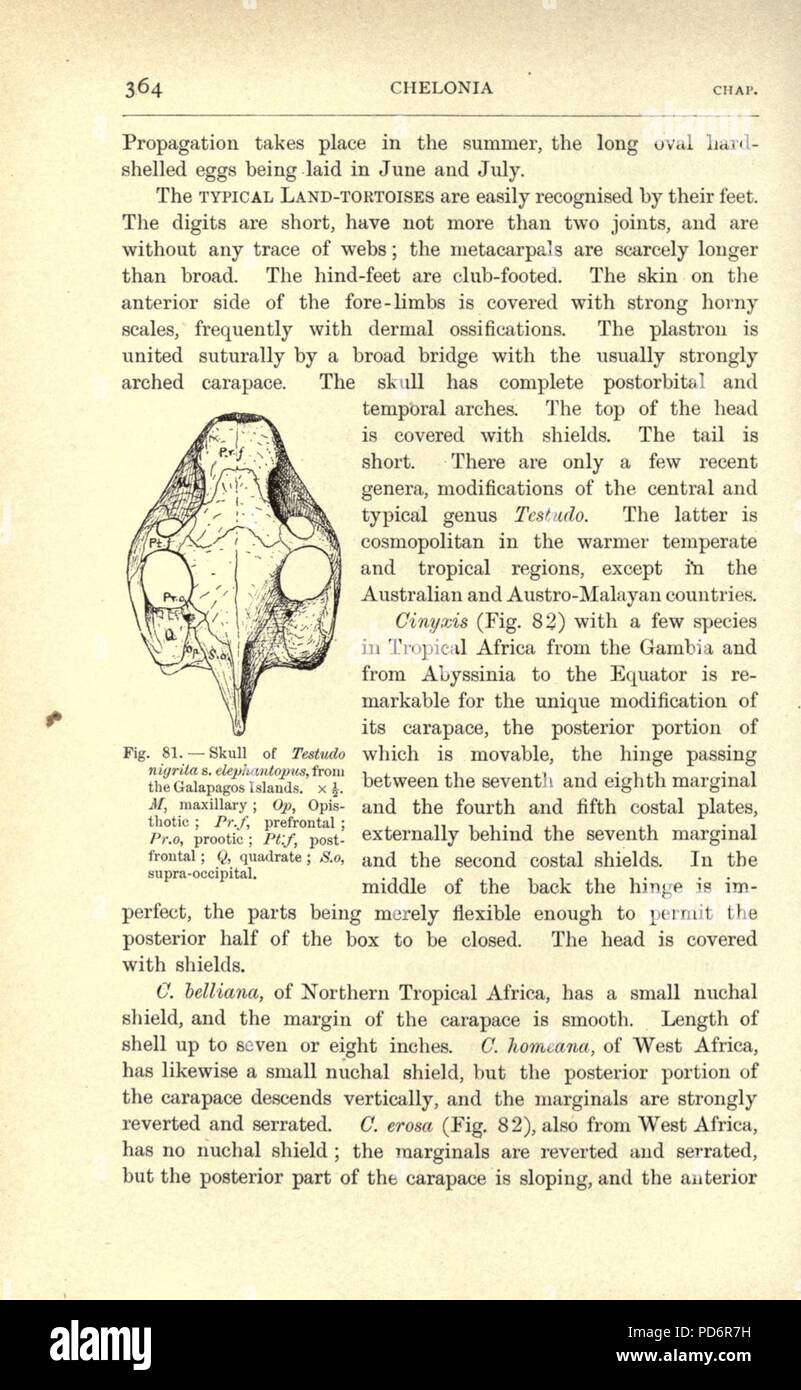 Amphibien und Reptilien (Seite 364, Abb. 81) Stockfoto