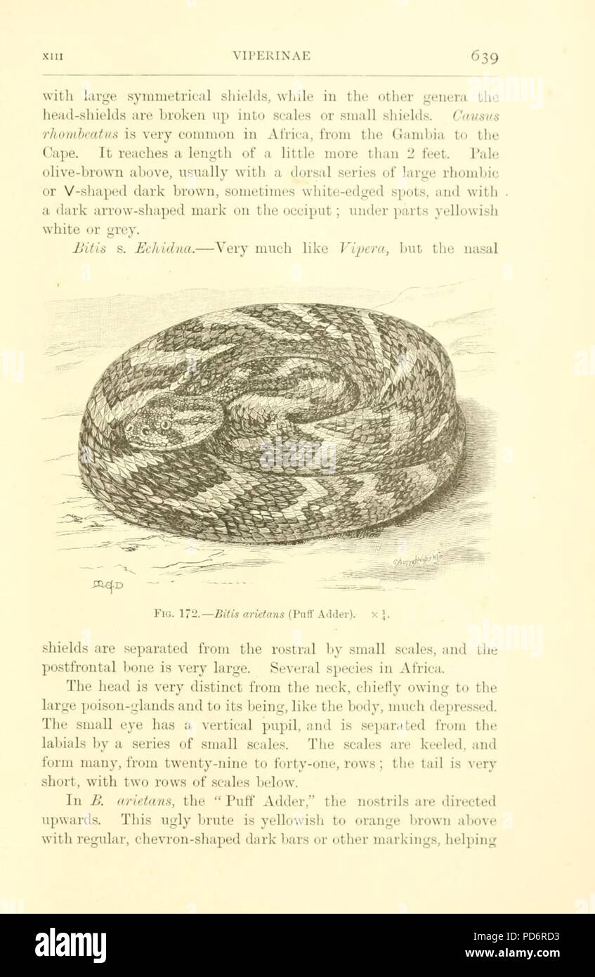Amphibien und Reptilien (Seite 639) Stockfoto