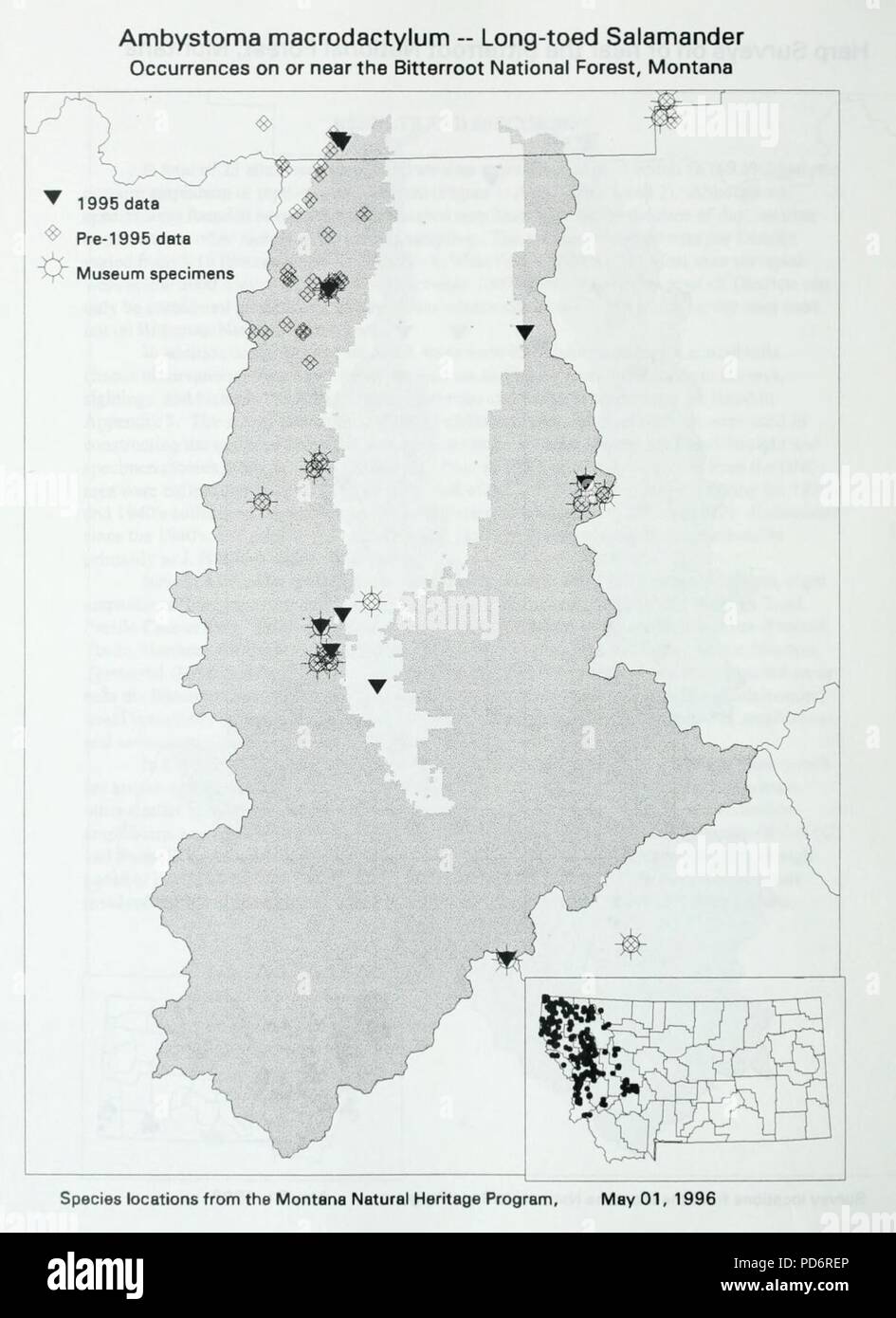 Amphibien und Reptilien Umfrage der Bitterroot National Forest Stockfoto