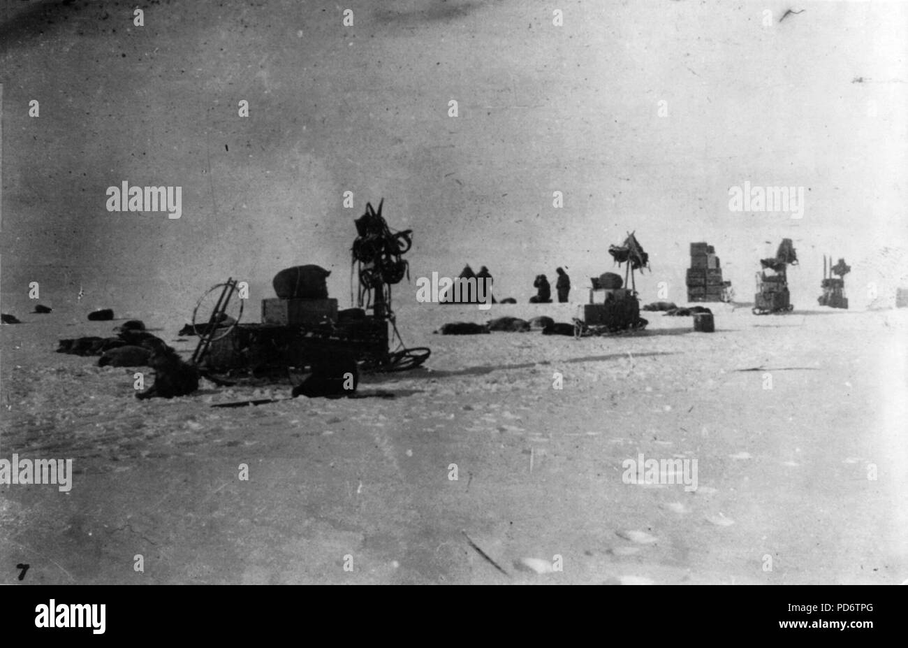 Amundsens Expedition an den Südpol Stockfotografie Alamy