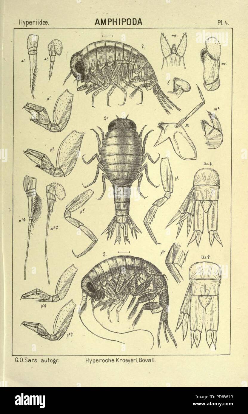 Ein Konto der norwegischen Crustacea (pl. 4) Stockfoto
