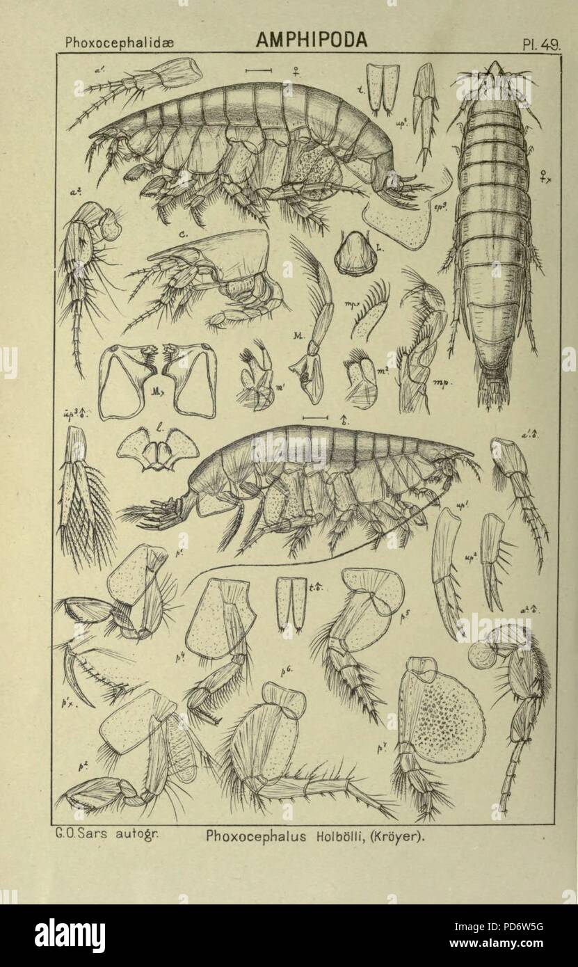 Ein Konto der norwegischen Crustacea (pl. 49) Stockfoto