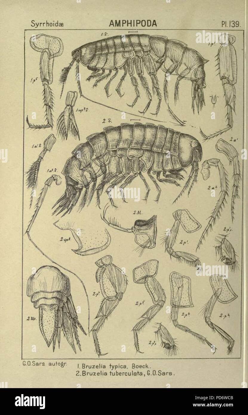 Ein Konto der norwegischen Crustacea (pl. 139) Stockfoto