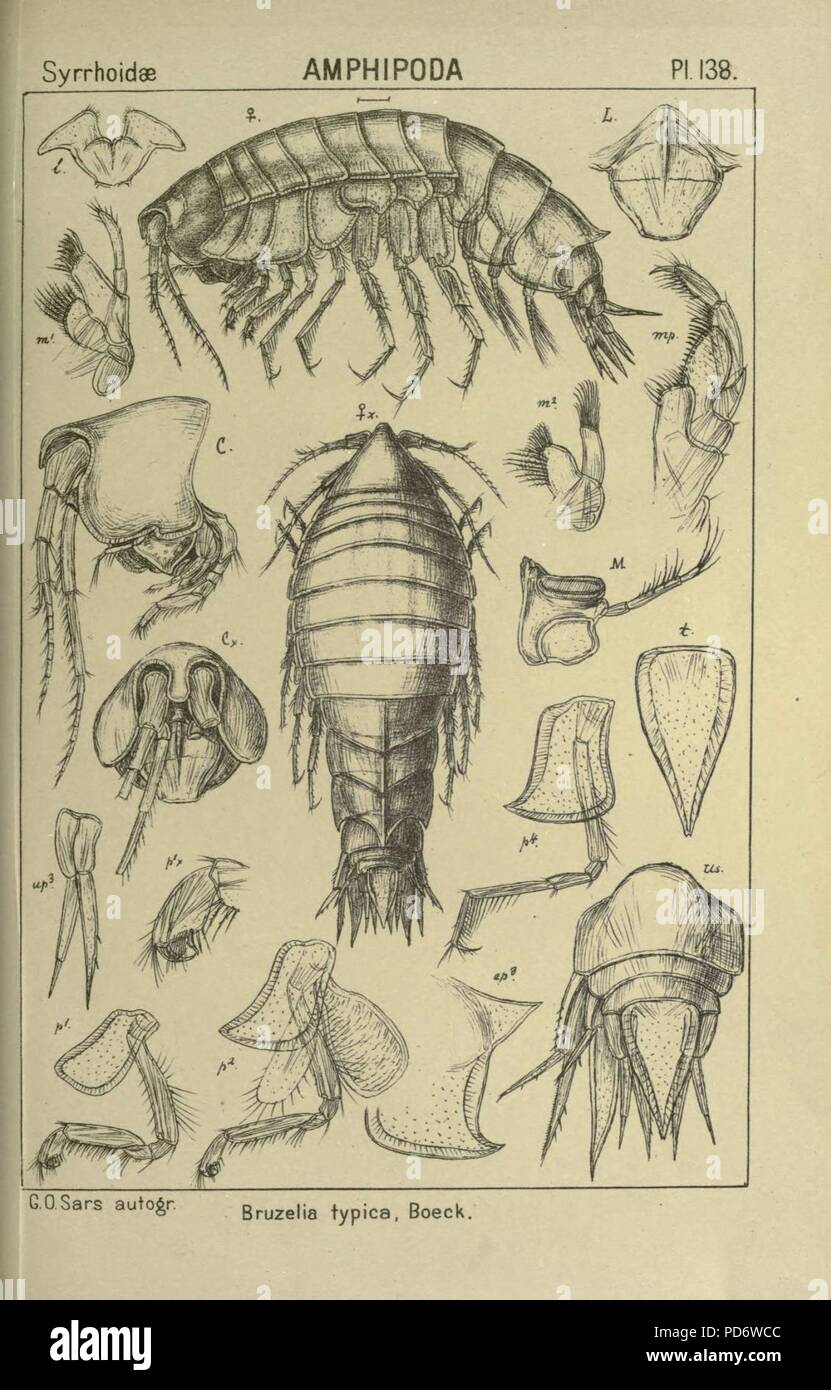 Ein Konto der norwegischen Crustacea (pl. 138) Stockfoto