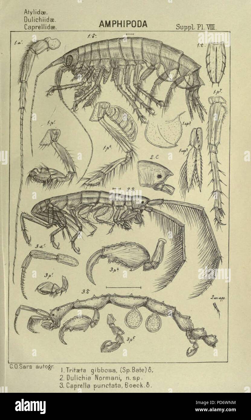 Ein Konto der norwegischen Crustacea (Supp. Pl. VIII) Stockfoto