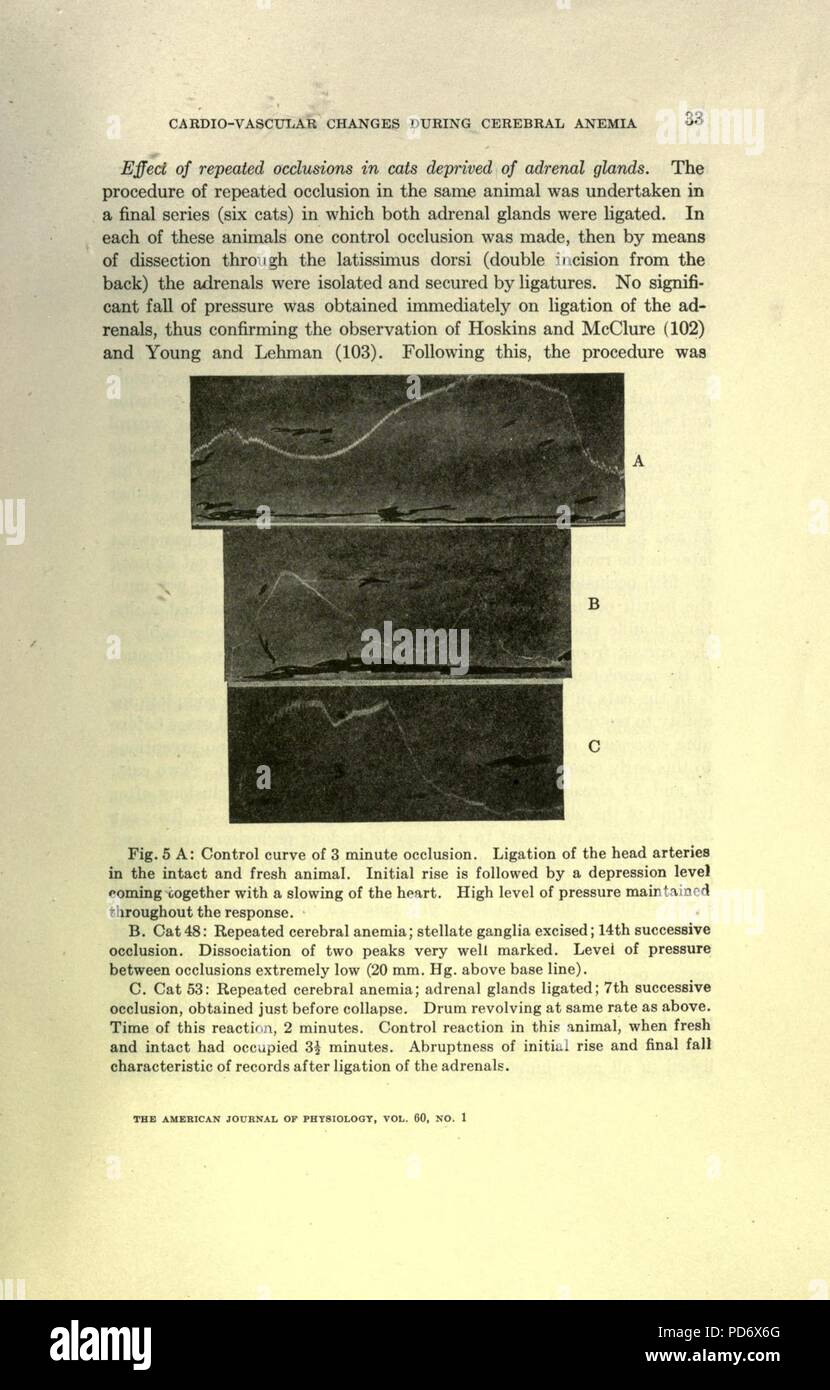 Eine Analyse der nervöse Steuerung des kardiovaskulären Veränderungen während der okklusion des Kopfes Arterien bei Katzen (Seite 33) Stockfoto