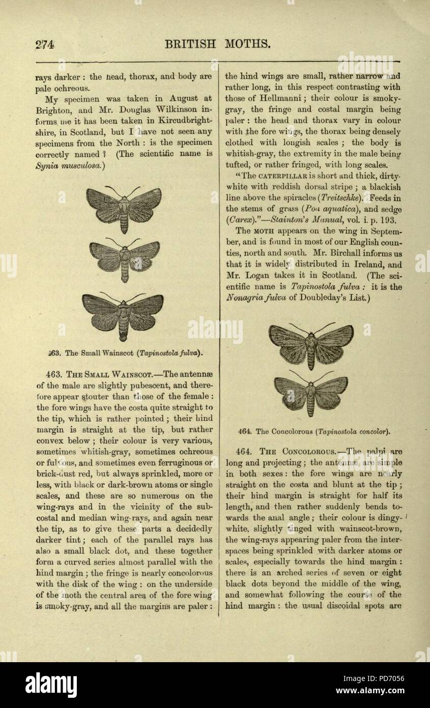 Eine illustrierte Naturgeschichte der Britischen Schmetterlinge und Motten (Seite 274) Stockfoto