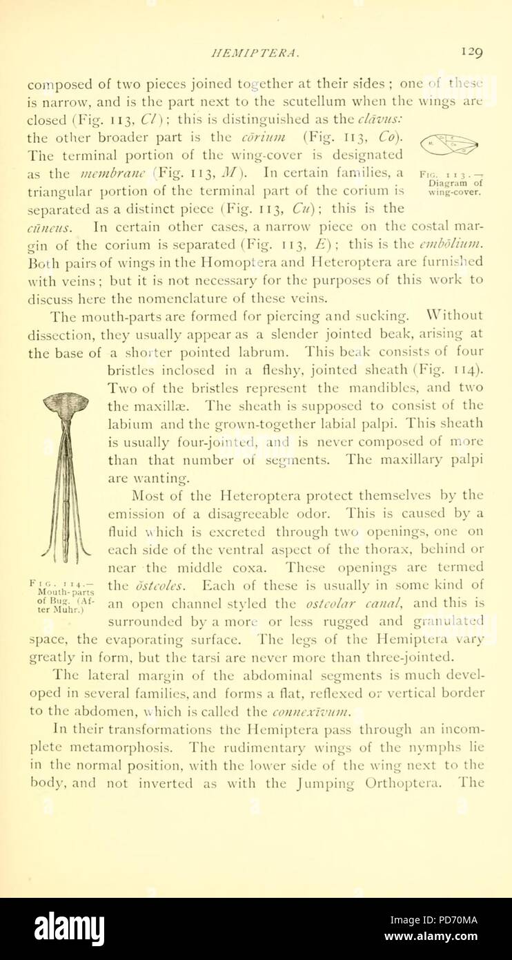 Eine Einführung in die Entomologie (Seite 129) Stockfoto
