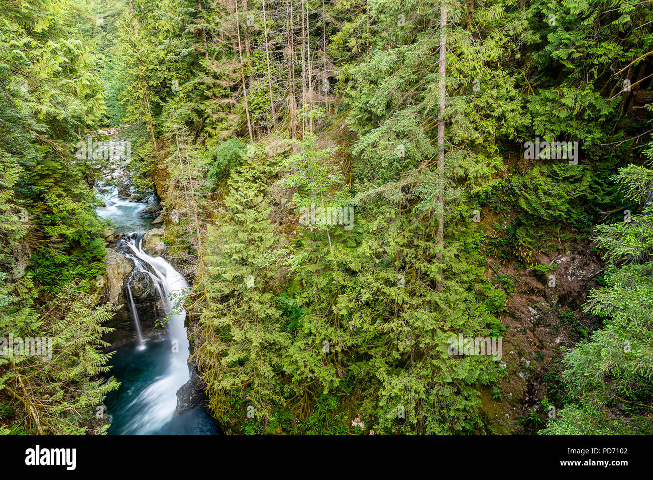 Lynn Canyon Park Suspension Bridge Stockfoto