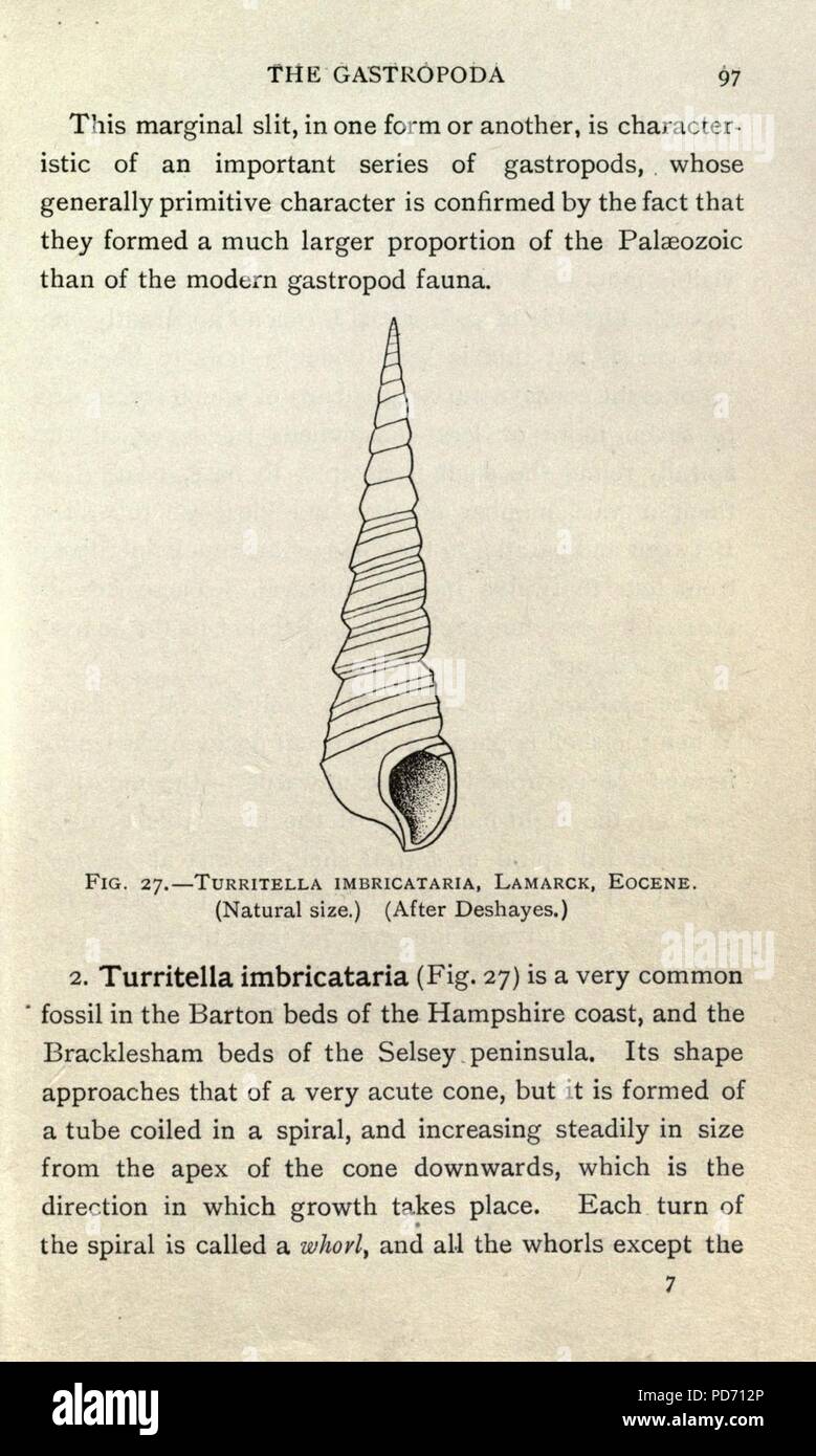Eine Einführung in die Paläontologie (Seite 97) Stockfoto
