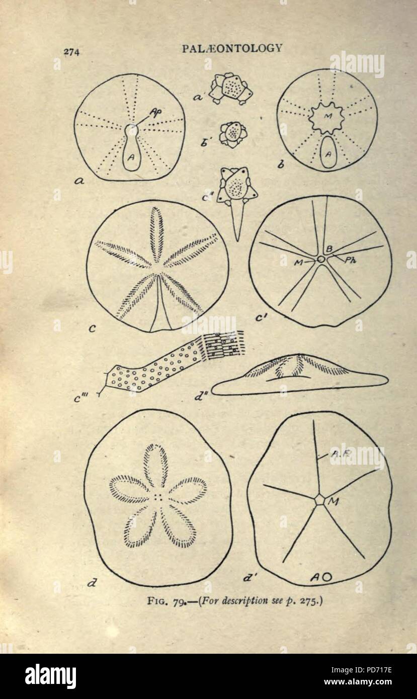 Eine Einführung in die Paläontologie (Seite 274) Stockfoto