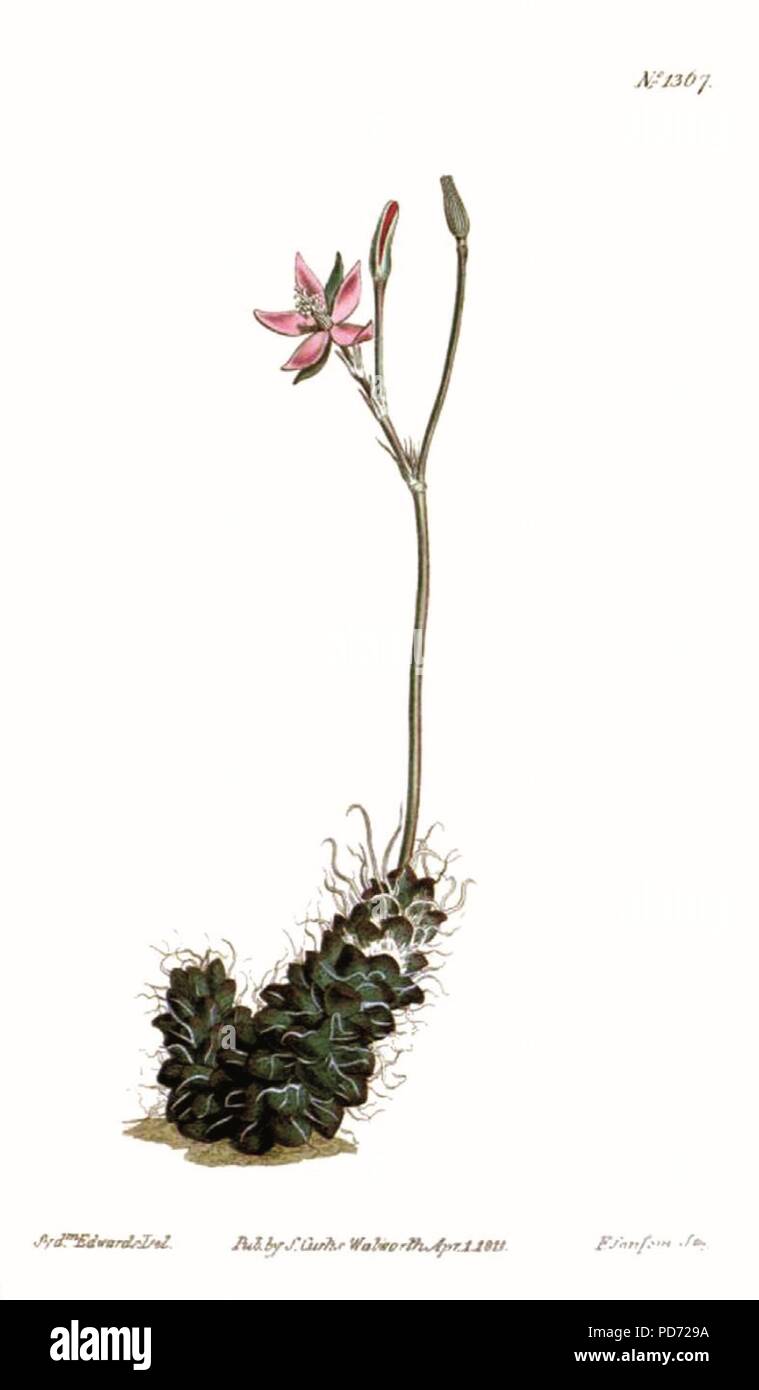 Anacampseros ‥ 99 s filamentosa Curtis Botanical Magazine Platte 1367. Stockfoto