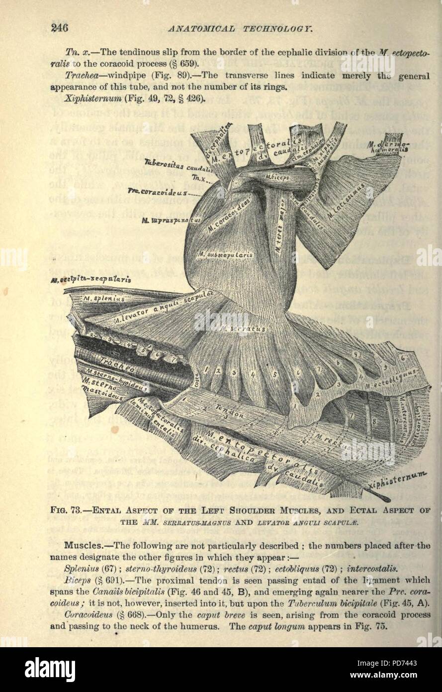 Anatomische Technologie, die Hauskatze angewendet (Seite 246) Stockfoto