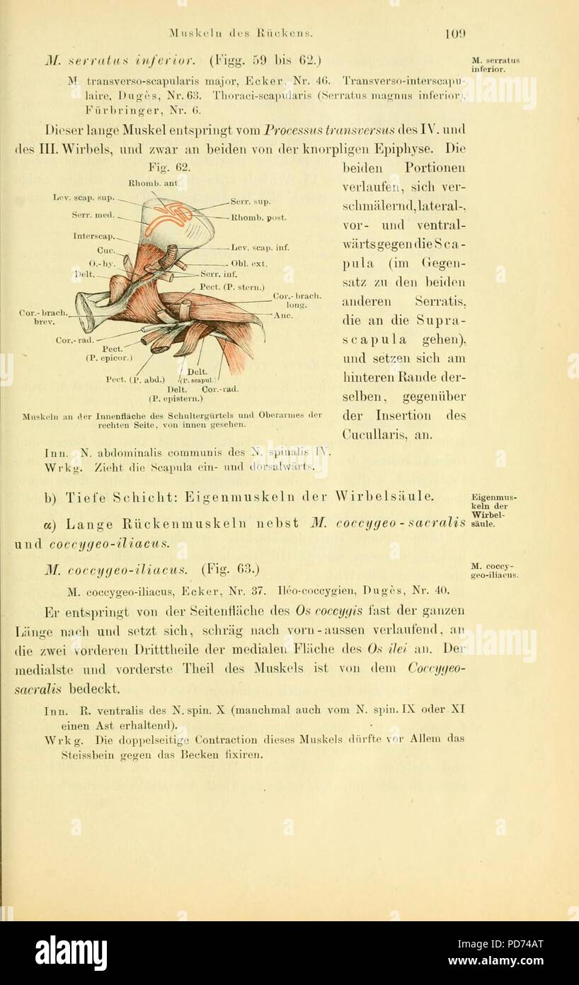 Anatomie des Frosches (Seite 109, Abb. 62) Stockfoto