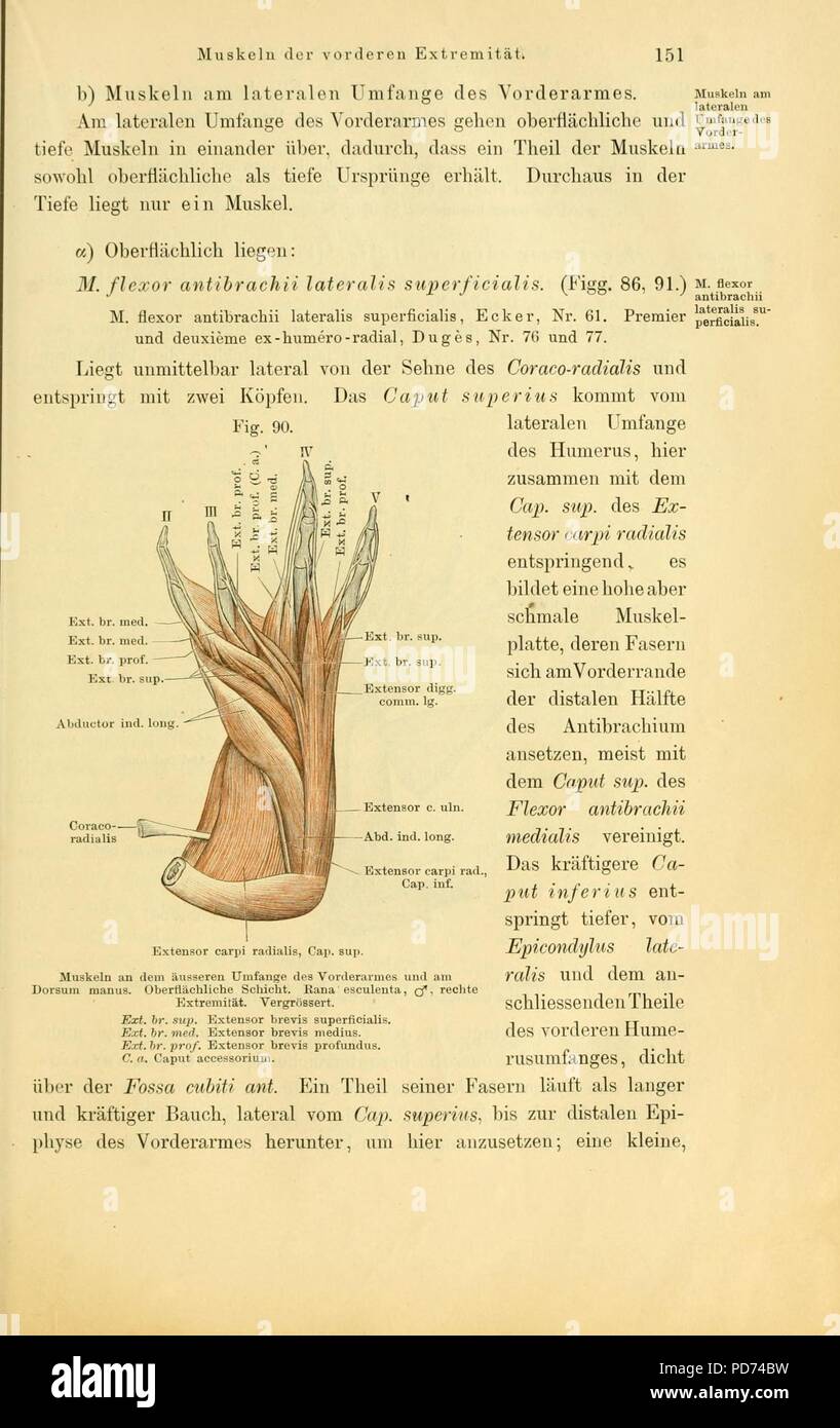 Anatomie des Frosches (Seite 151, Abb. 90) Stockfoto