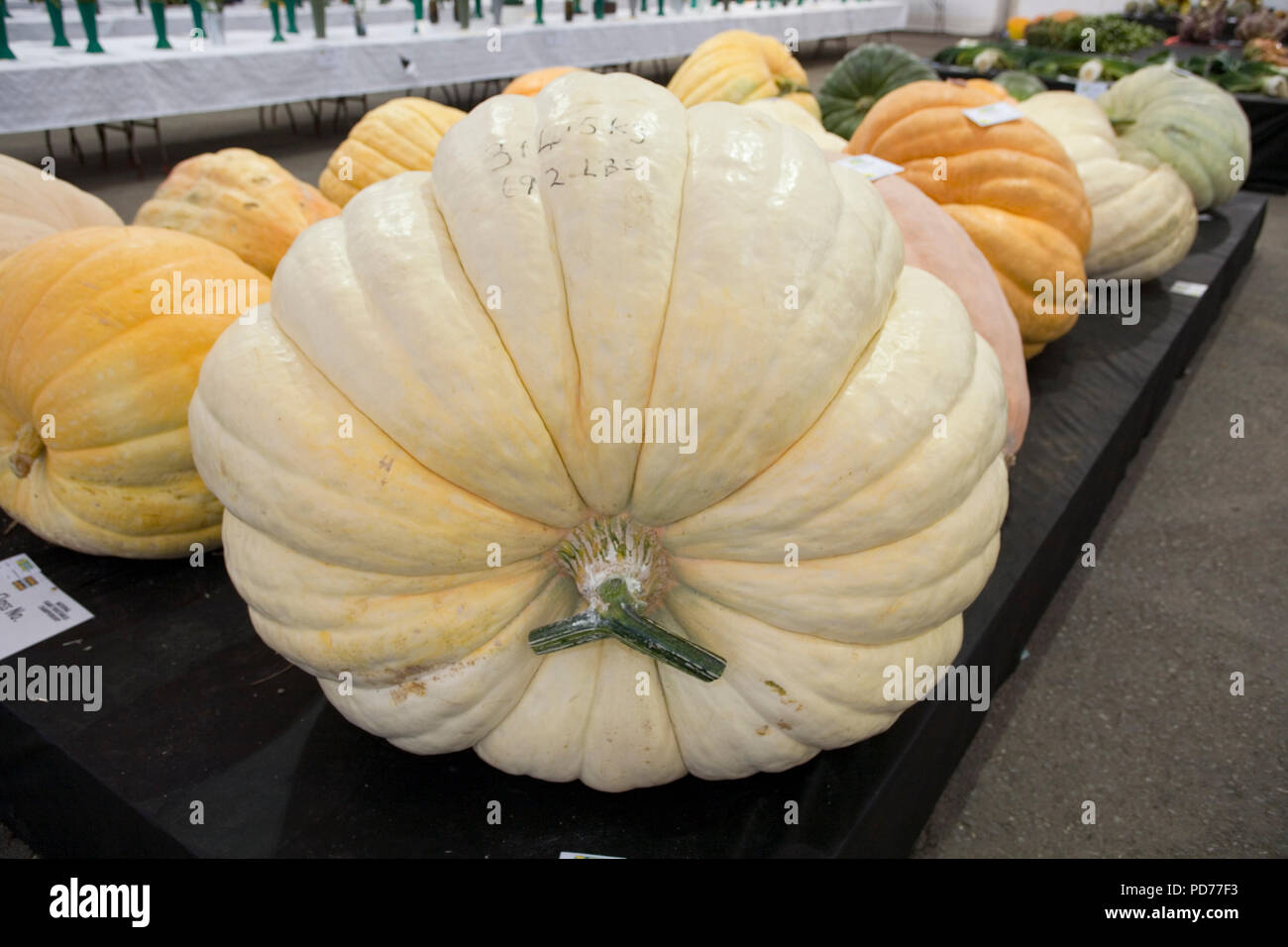 Riesige Gemüse Stockfoto