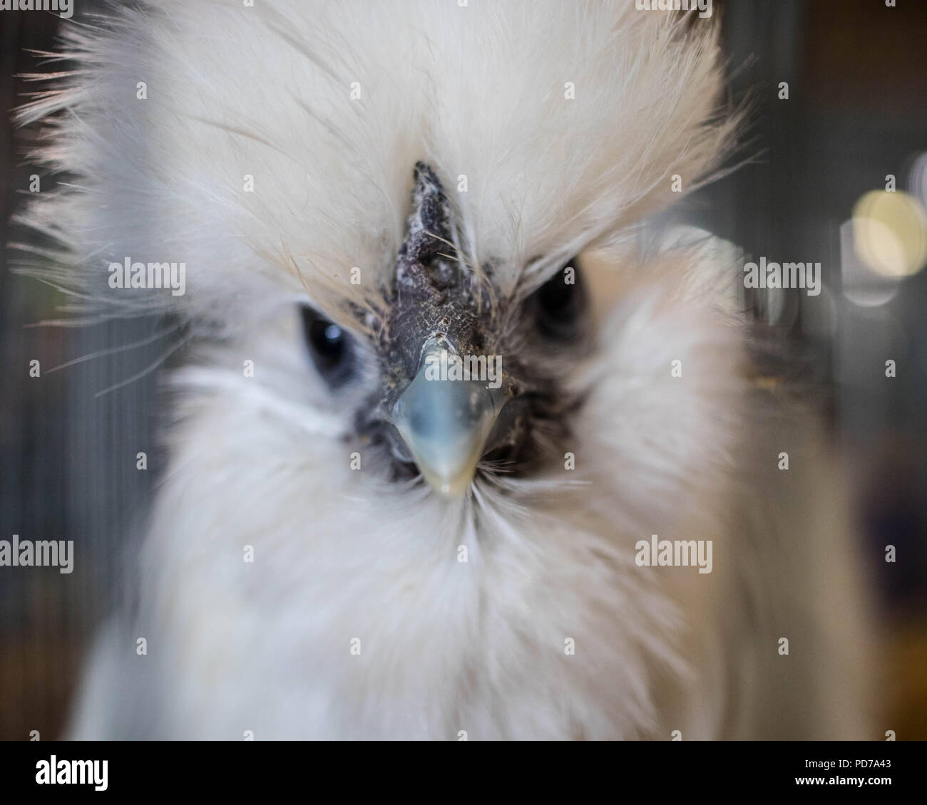 Eine junge silkie Huhn im Deschutes County Fair, Redmond, Washington. Stockfoto