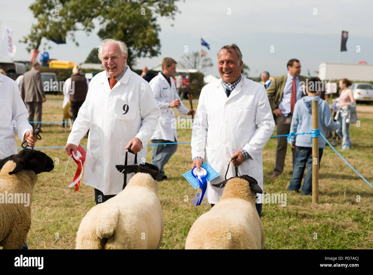 Frome Käse 2006 - Schafe Stockfoto