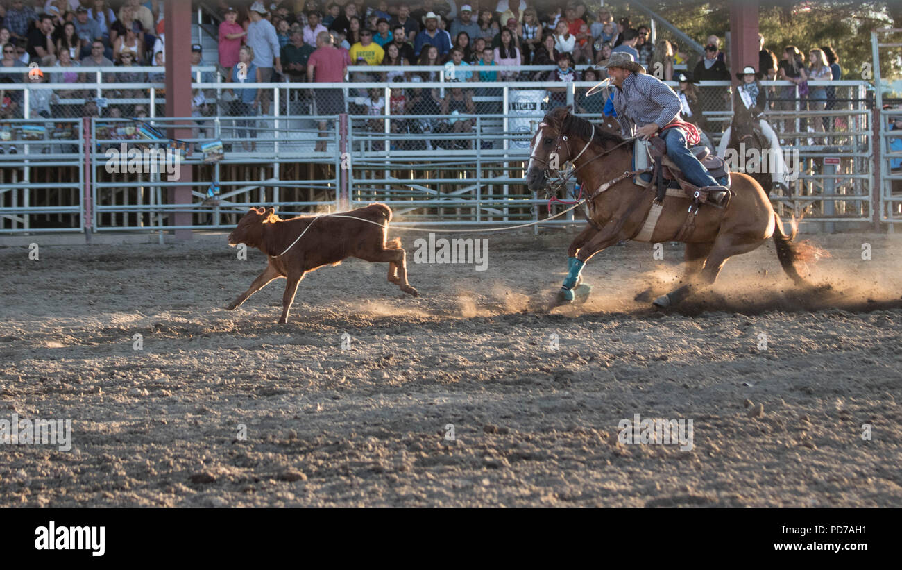 Ein Cowboy nimmt erfolgreich ein Kalb während der tie-down-Wettbewerb 2018 Deschutes County Fair Rodeo. Stockfoto