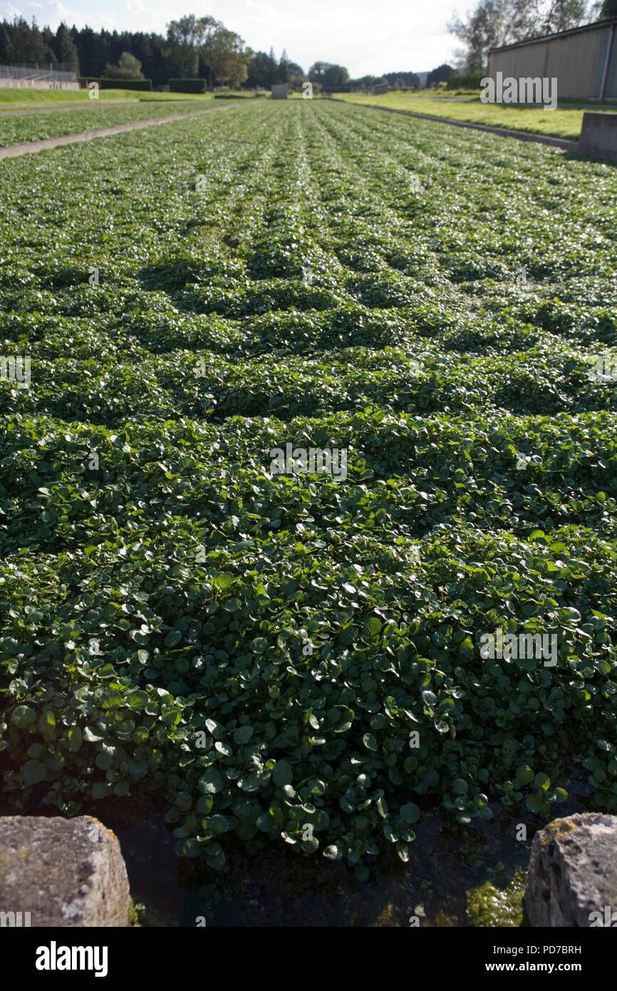 Organische Brunnenkresse Farm Stockfoto