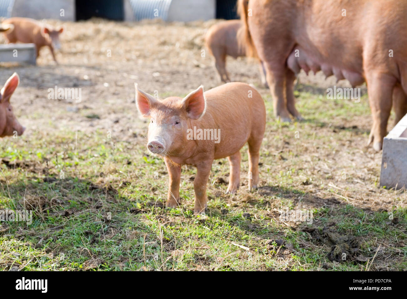 Boyton Bauernhof Schweine Stockfoto