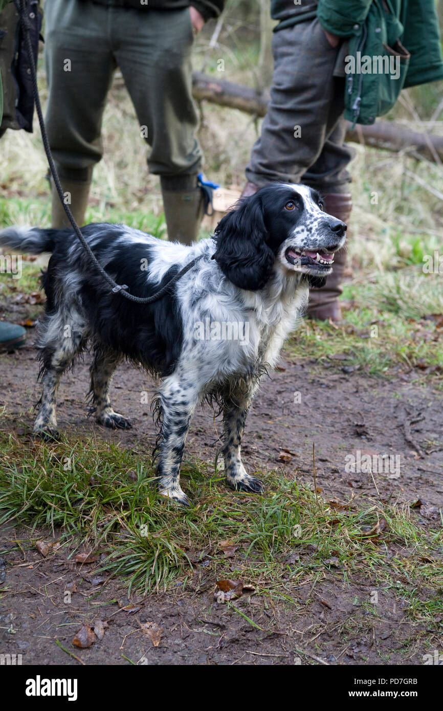 Gun Hund Spaniel Abholung bei Spye Park Stockfoto