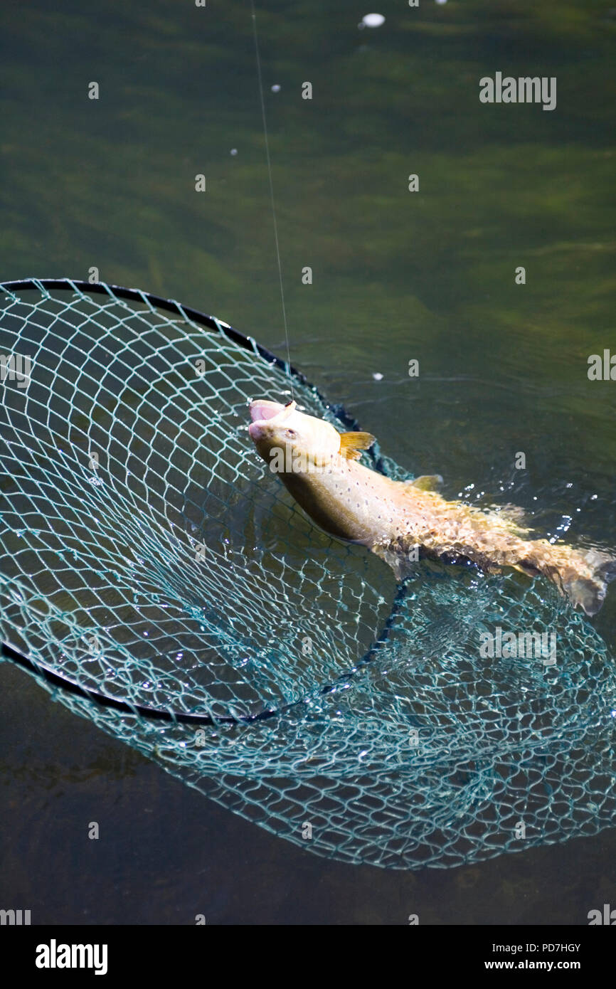 Chalke stream Fliegenfischen - Forelle in halten net Stockfoto