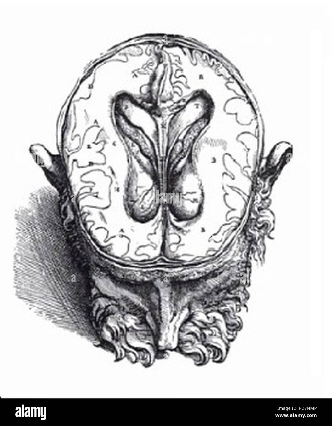 Andreas Vesalius De Humani Corporis Fabrica Platte 7 der Buch VII. Stockfoto