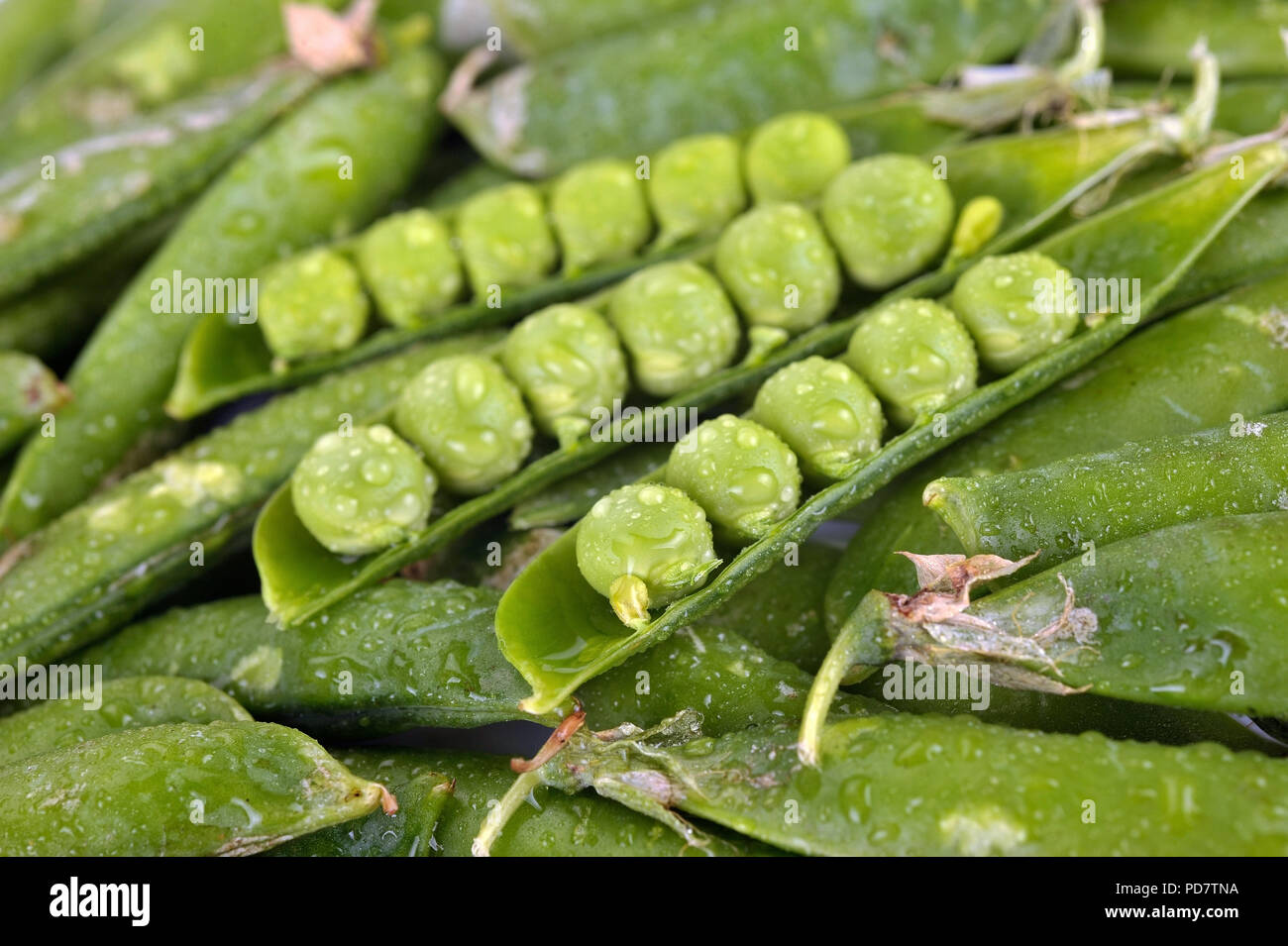 Grüne Erbsen in Hülsen mit Wassertropfen Stockfoto