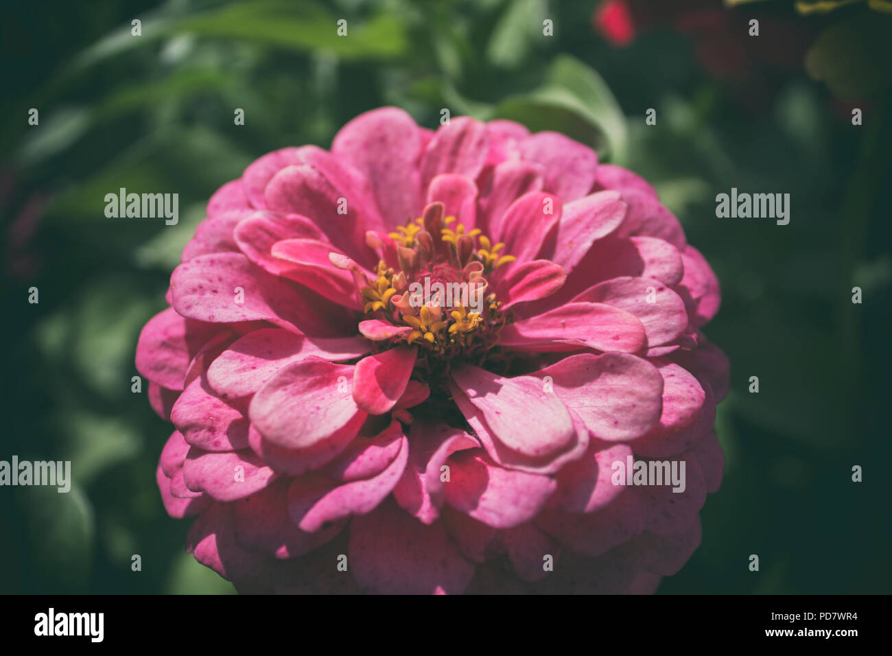 Zinnia. Florale background.Common Zinnia. Klassische Zinnia. Rosa Blume. Stockfoto