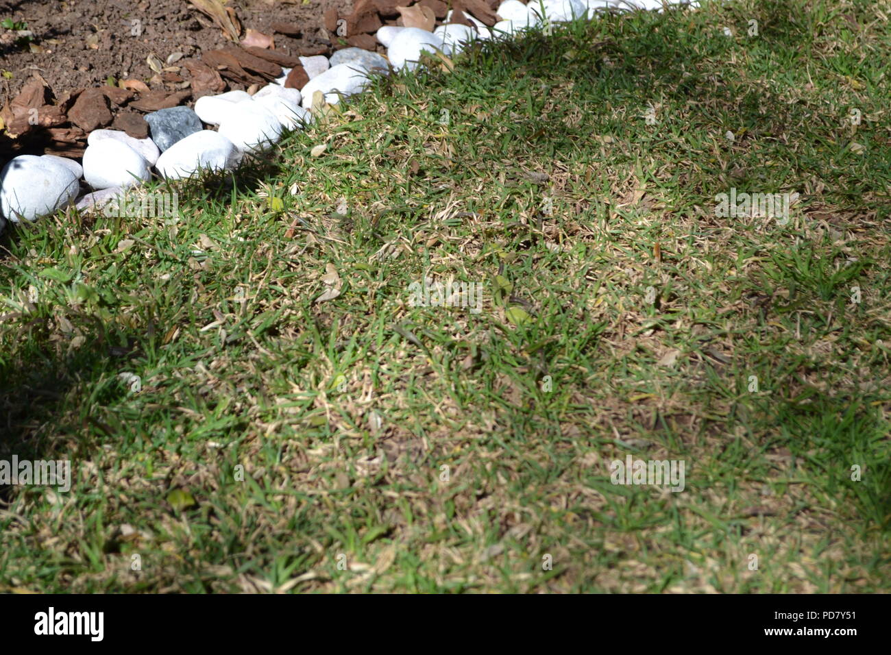 Garten Gras Textur Stockfoto