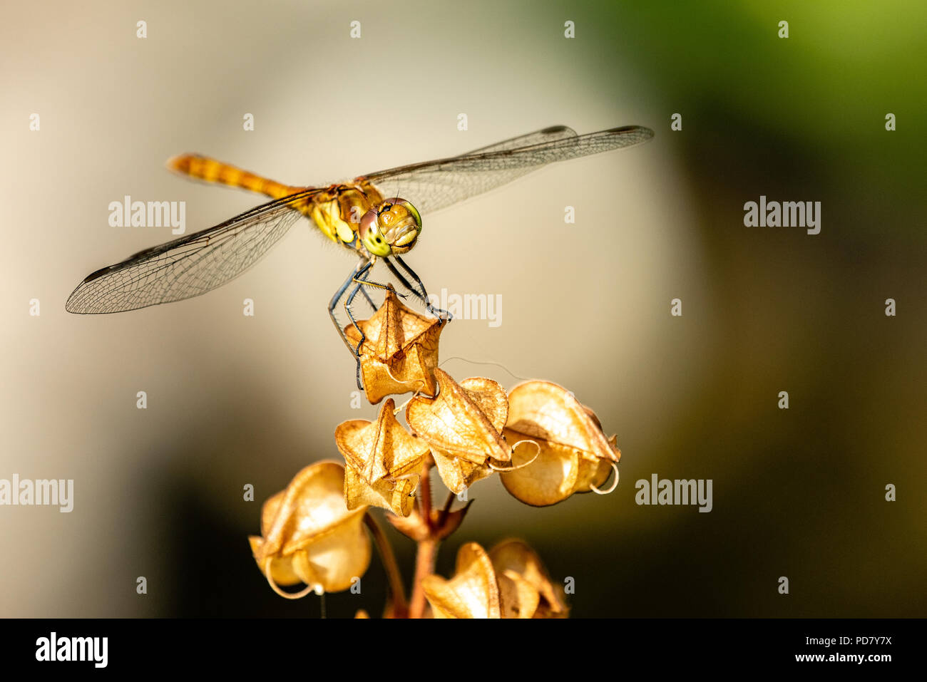 Eine gemeinsame Dater Dragonfly beruht, die von einem Garten Teich Stockfoto