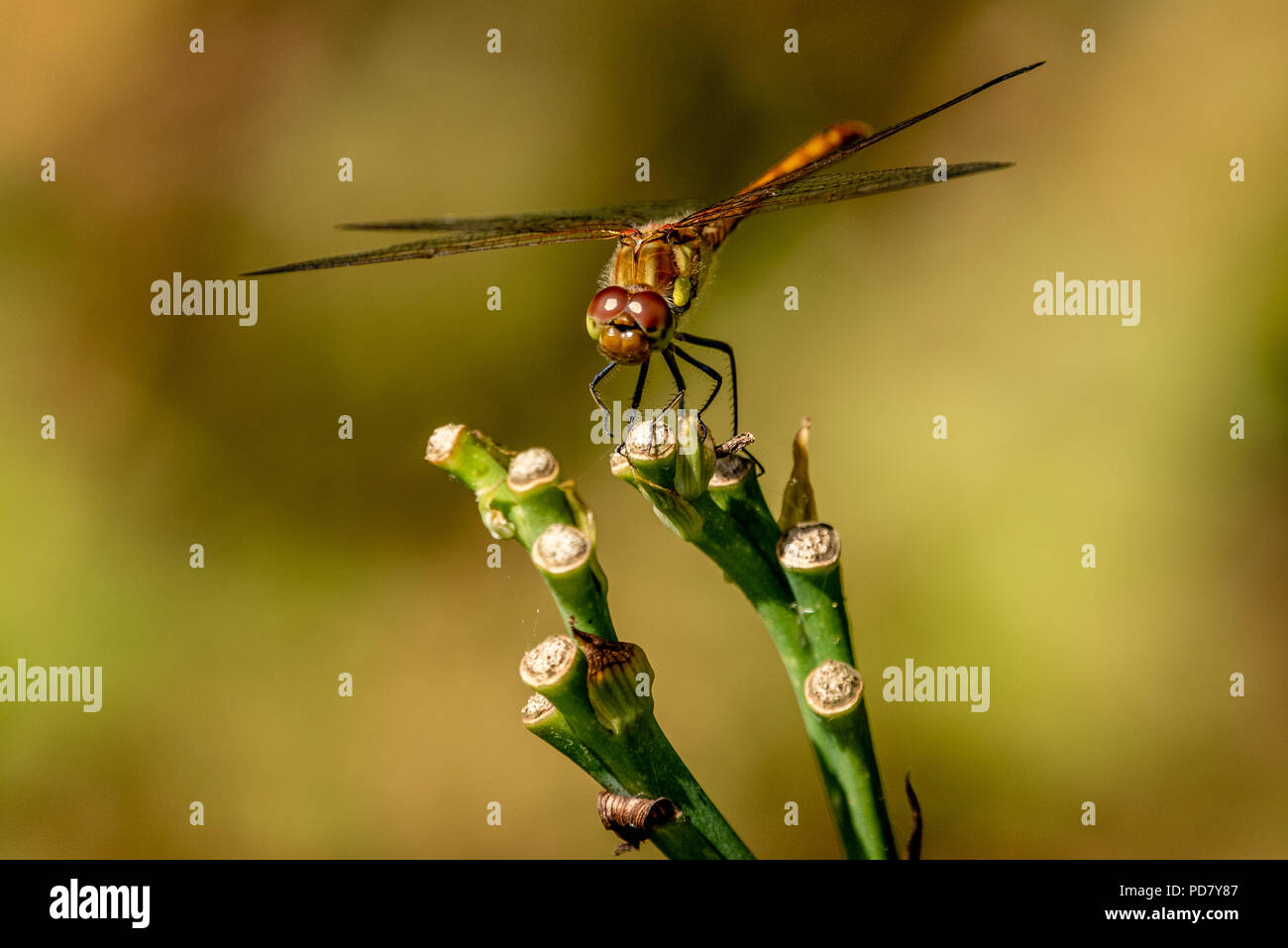 Eine gemeinsame Dater Dragonfly beruht, die von einem Garten Teich Stockfoto