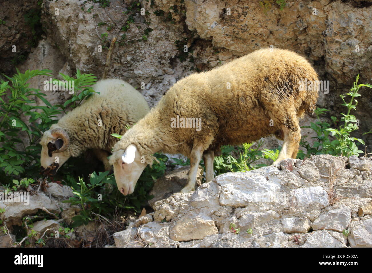 Schafe gehen um auf Felsen Stockfoto