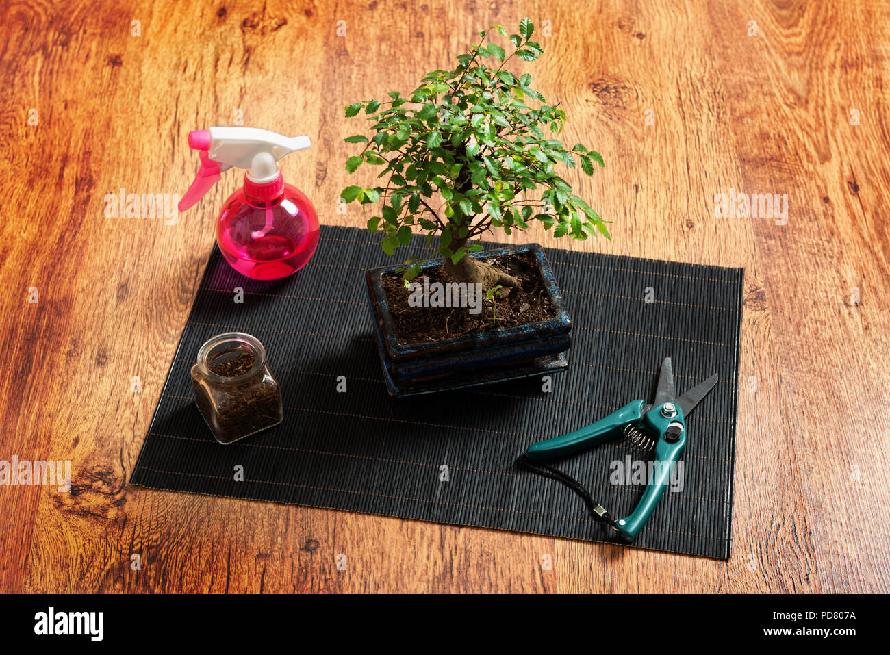 Schöne Bonsai Baum, und Spritze Schere auf Holz- Hintergrund Stockfoto