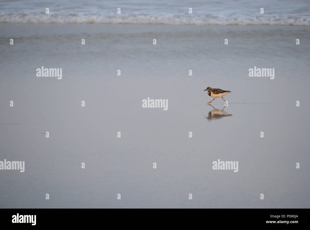 Eine Sandpiper zeigt Reflexion auf nassem Sand, wie er auf der East Coast Beach in Florida in der Nähe der Wasserlinie läuft Stockfoto